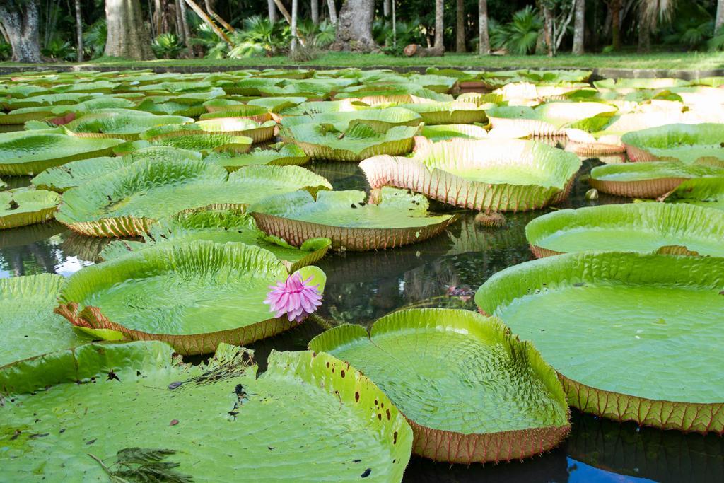 Отель La Margarita Пуант-о-Пиман Экстерьер фото